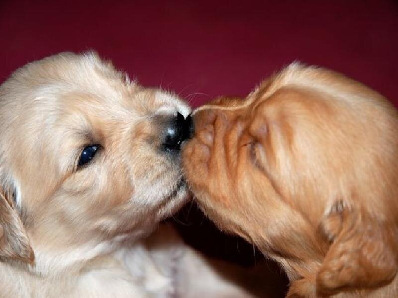 two puppies kissing