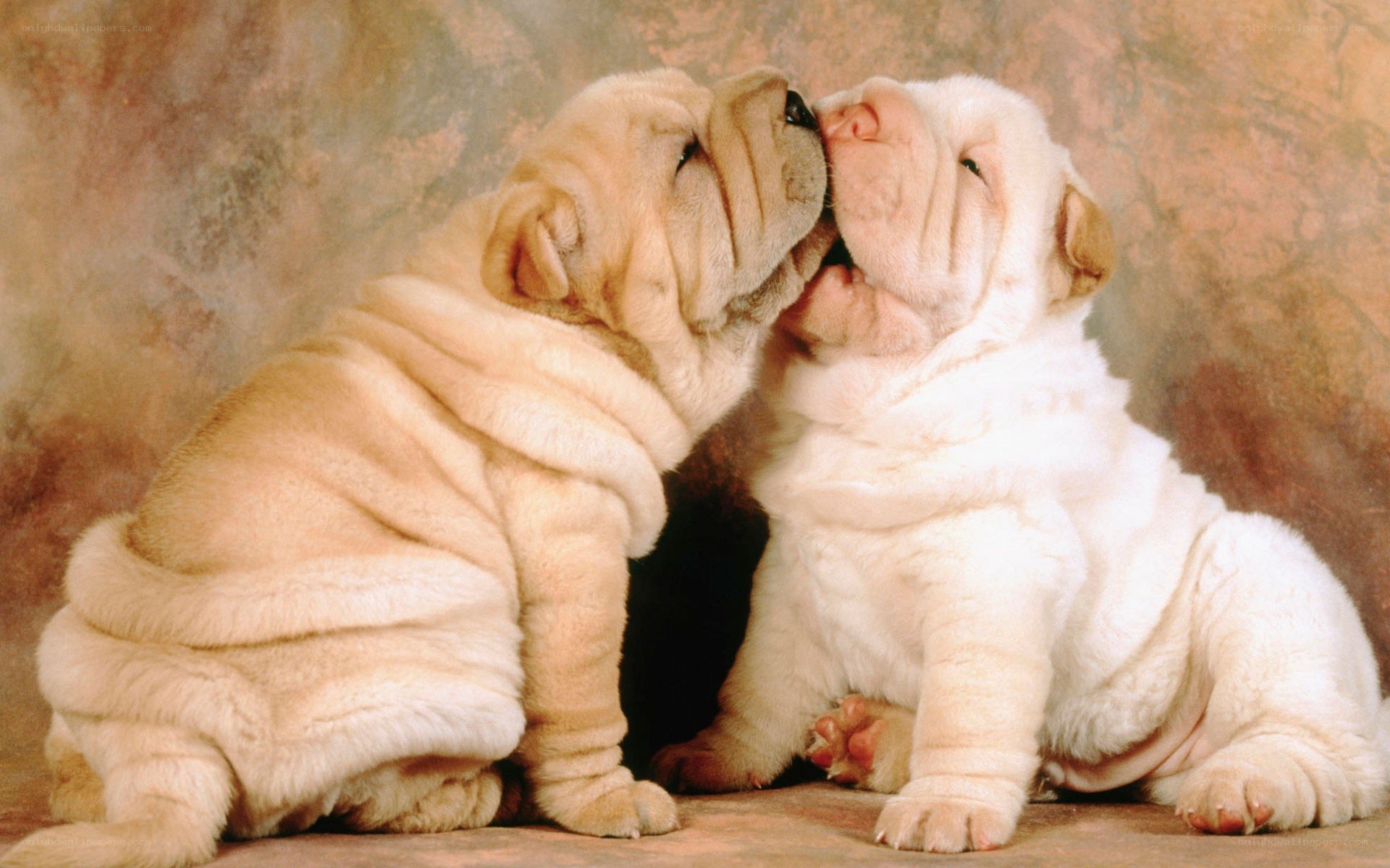 two puppies kissing