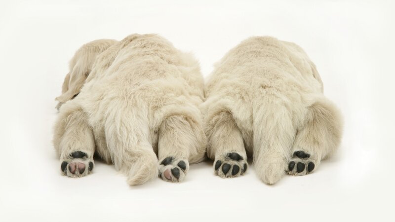 two puppies lying down