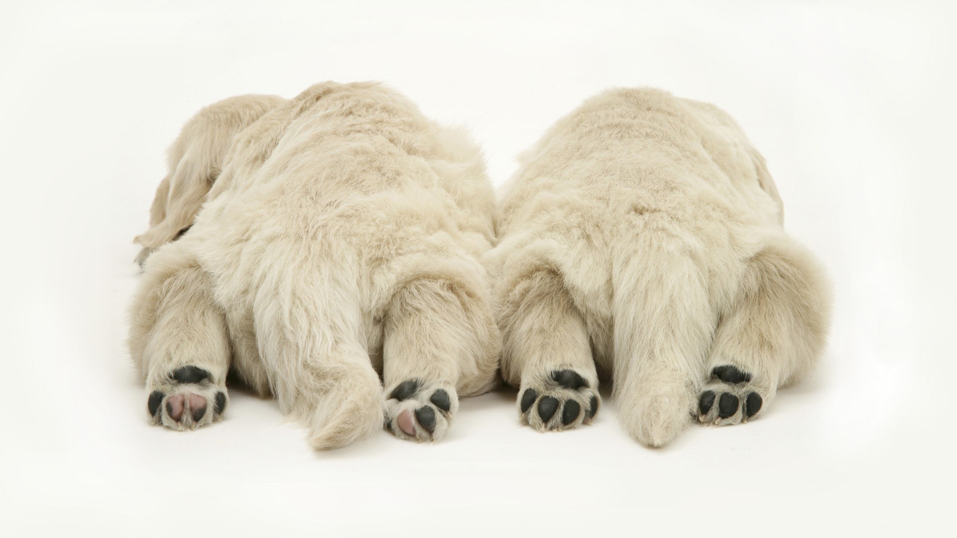 two puppies lying down