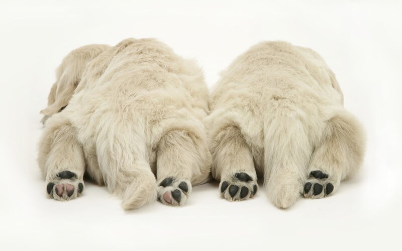 two puppies lying down