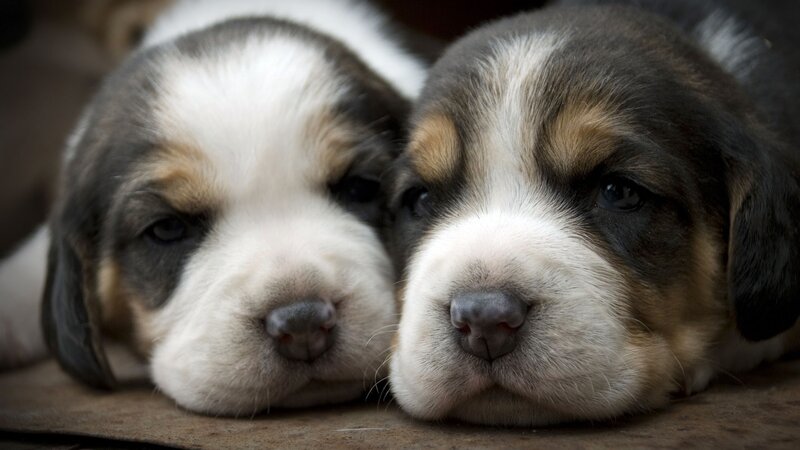 Two Puppies Lying Down — White, Calm