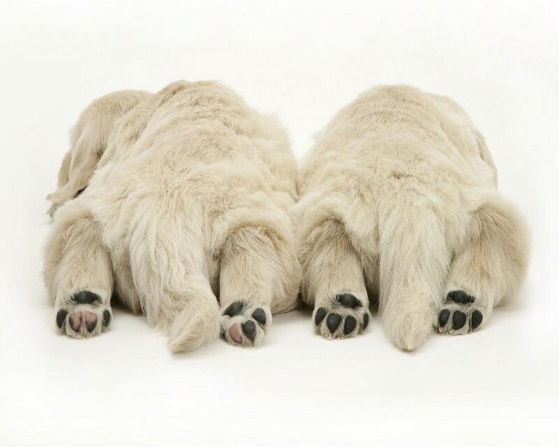 Two Puppies Lying Down — White