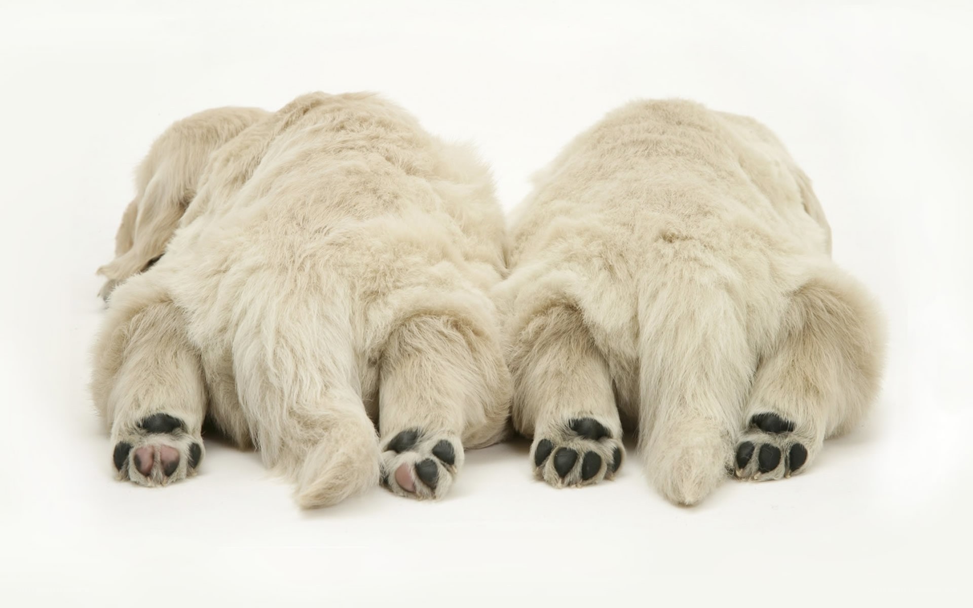 two puppies lying down