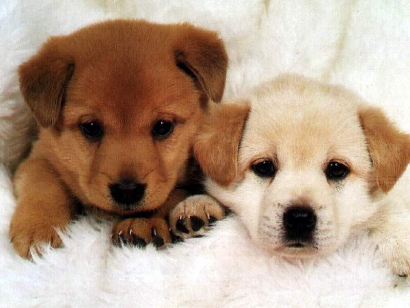 Two Puppies Lying