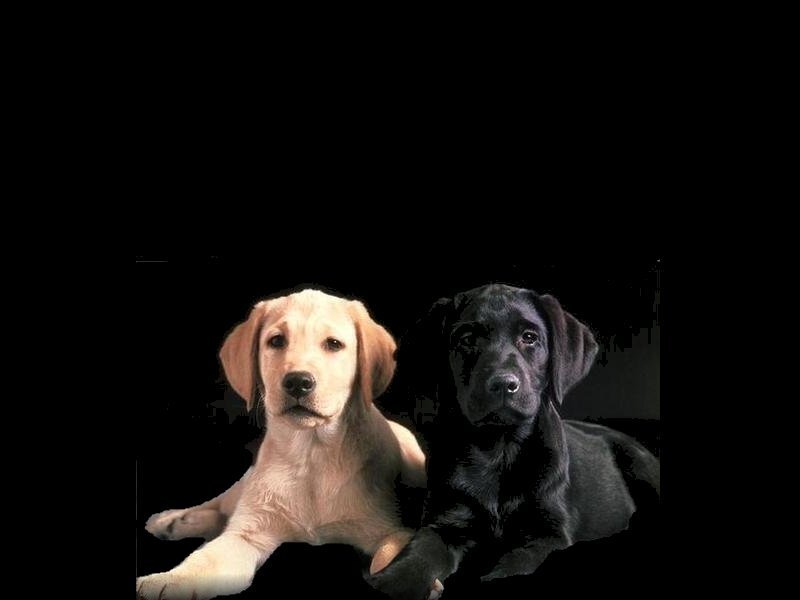 two puppies lying together