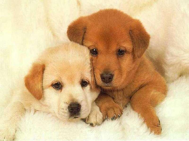 Two Puppies Lying Together — White