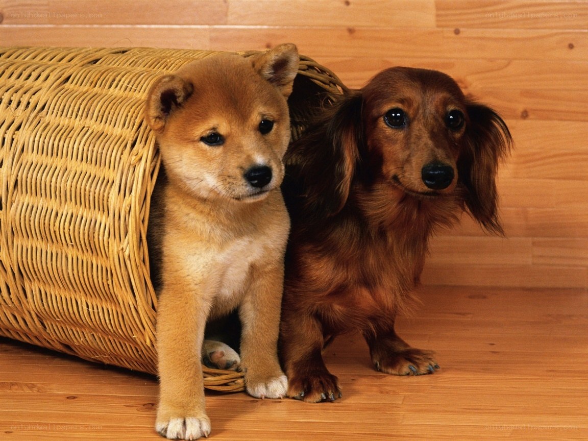 Two puppies near a wicker tunnel