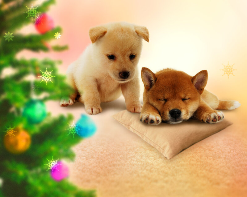 Two Puppies Near Tree — Green