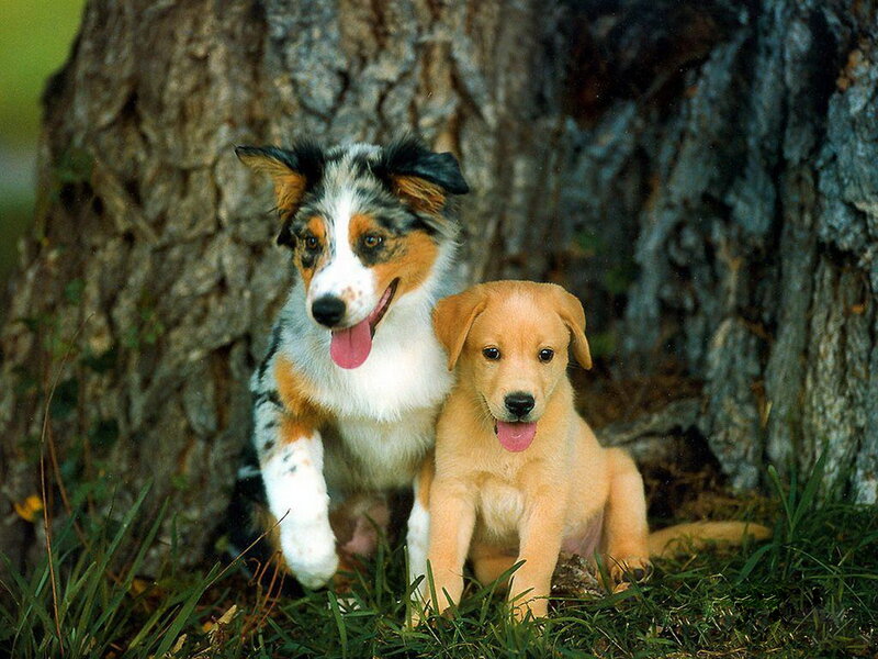 Two Puppies Near Tree