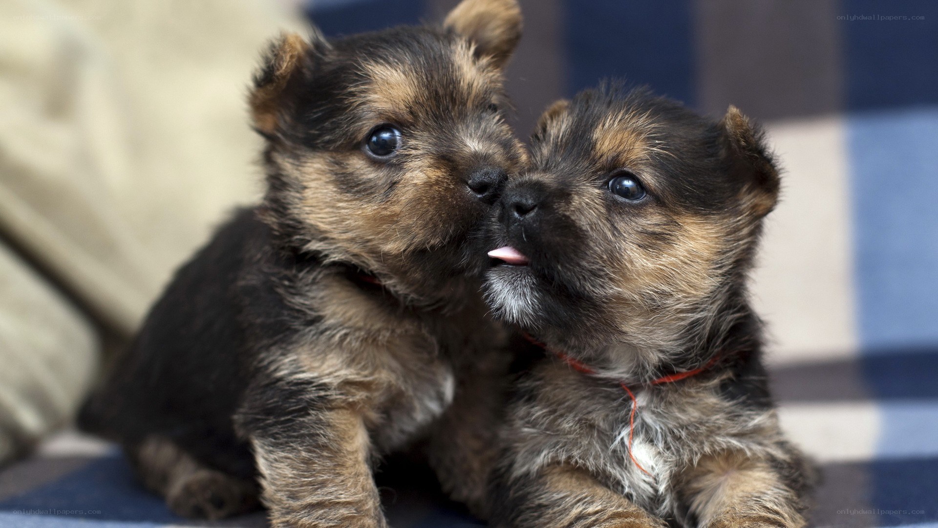 Two puppies nuzzling