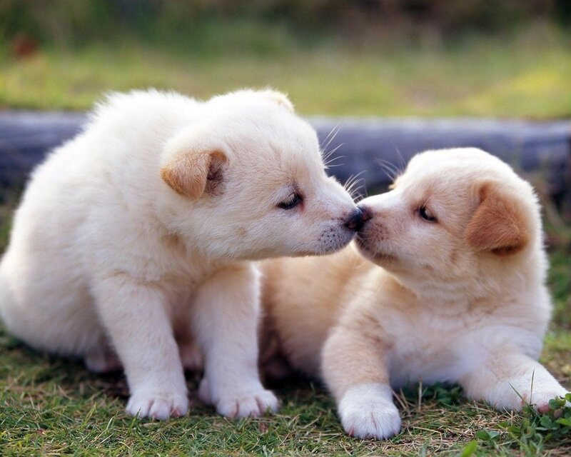 two puppies nuzzling