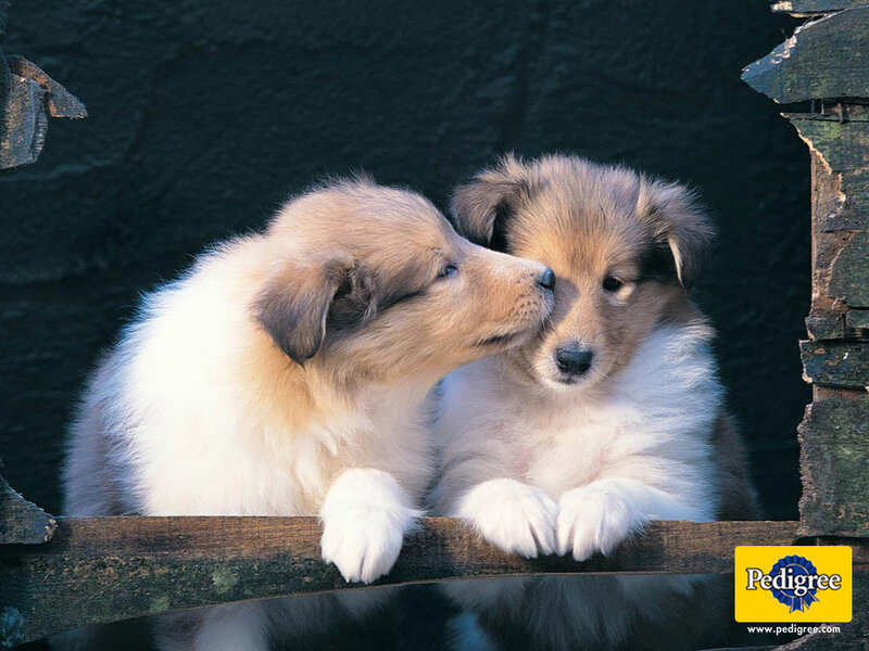 Two puppies nuzzling each other