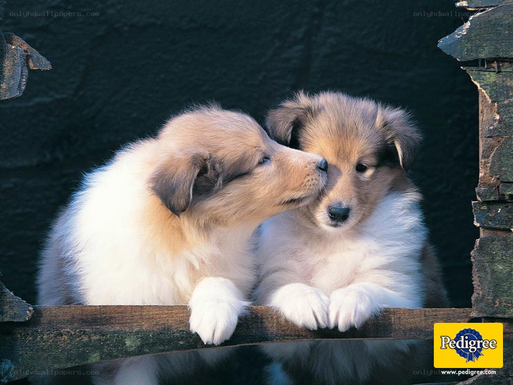 Two puppies nuzzling each other