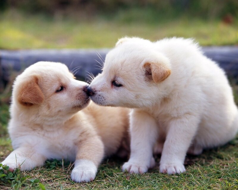 Two puppies nuzzling each other