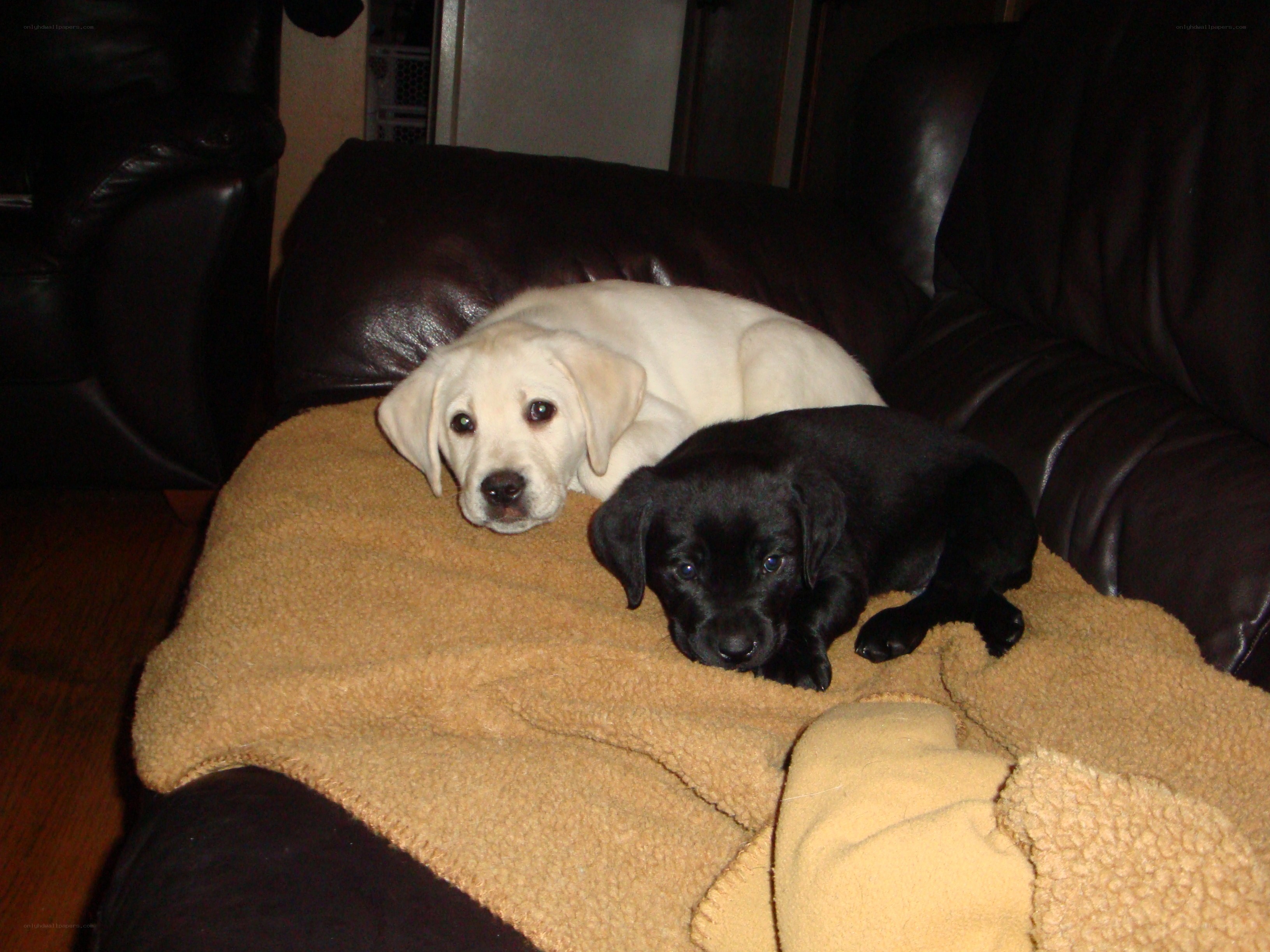 Two puppies on a blanket