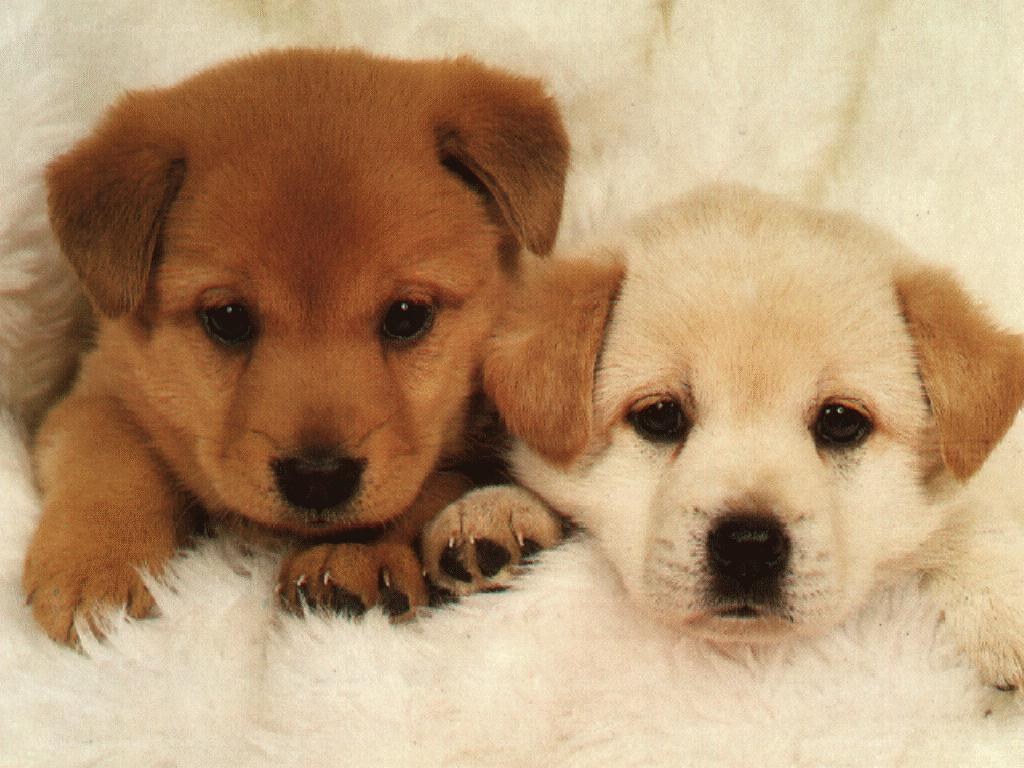 Two puppies on a blanket