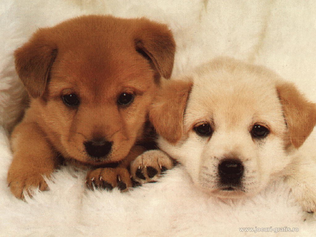 two puppies on a blanket