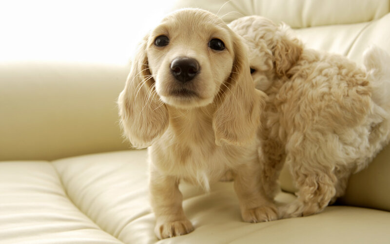 Two puppies on a couch