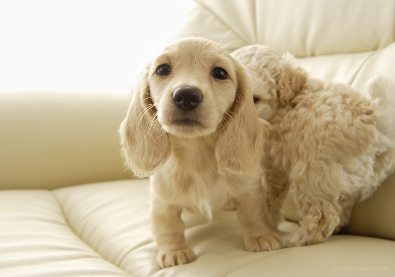 Two puppies on a couch