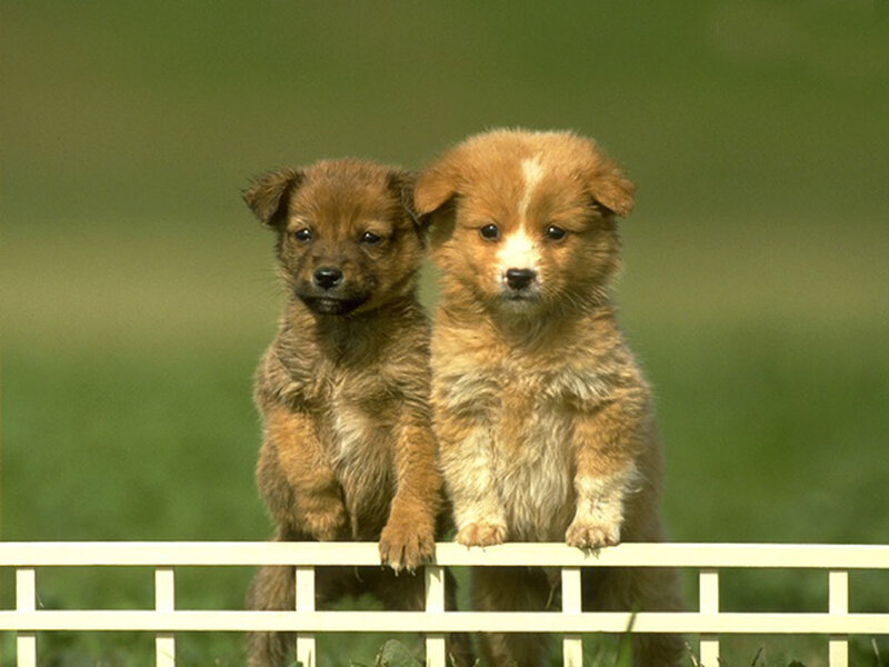 Two puppies on a fence
