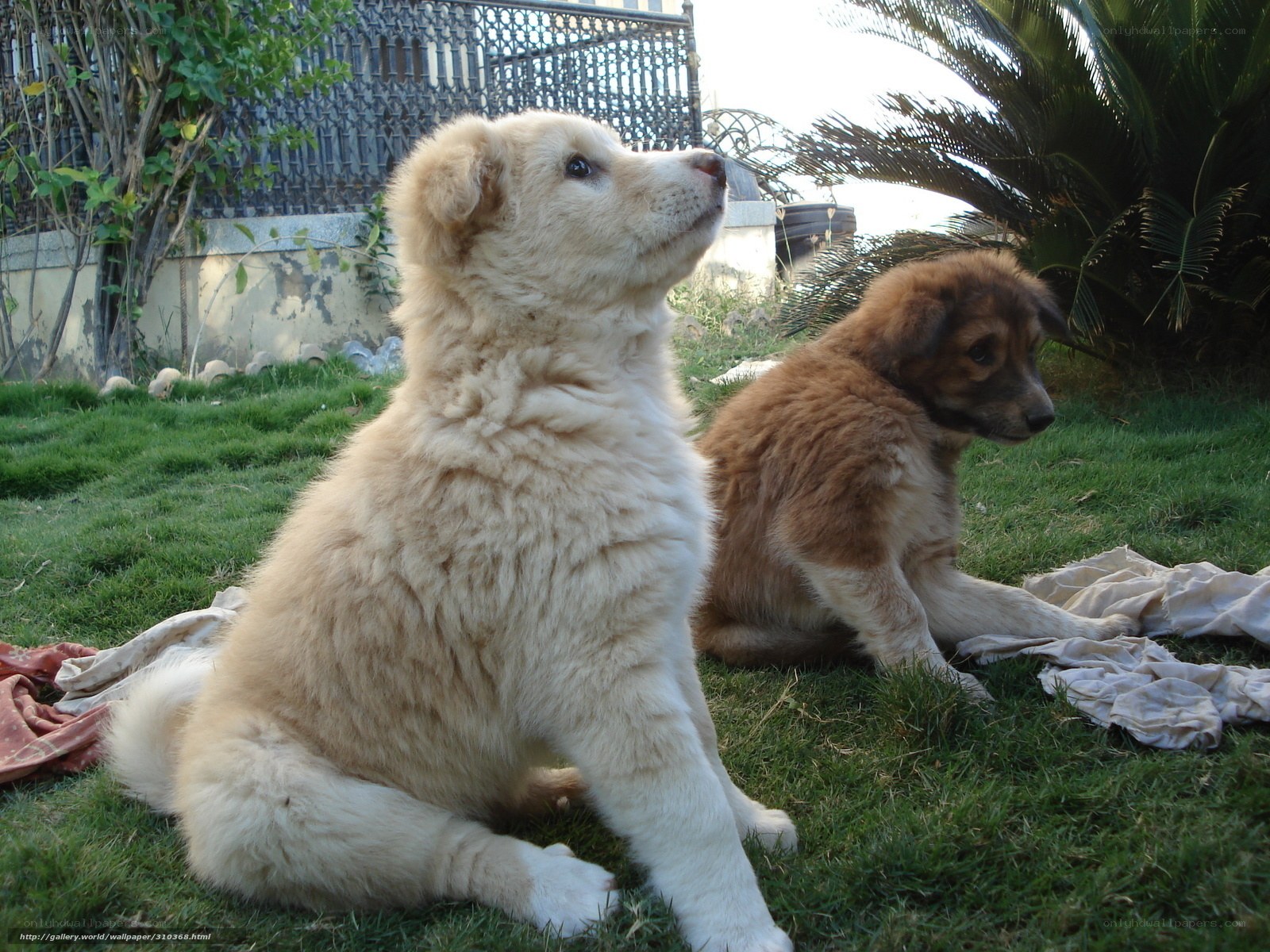 Two puppies on a lawn