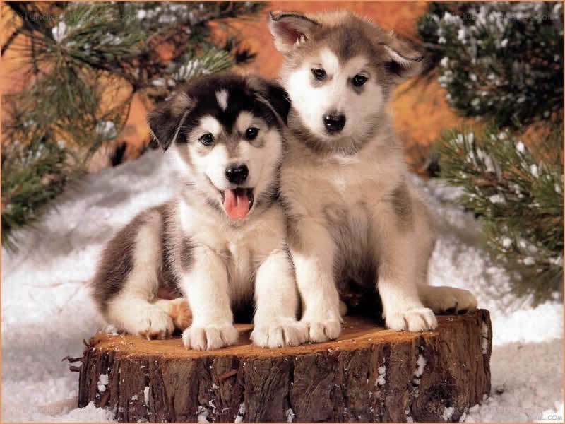 two puppies on a log