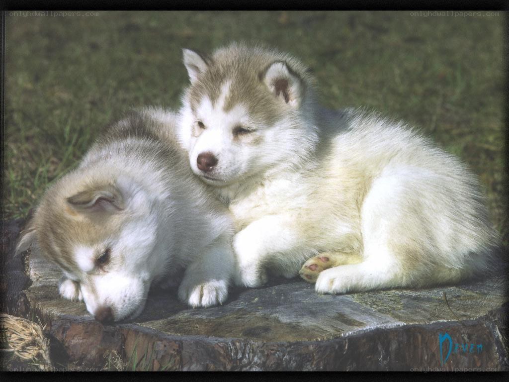 Two puppies on a log