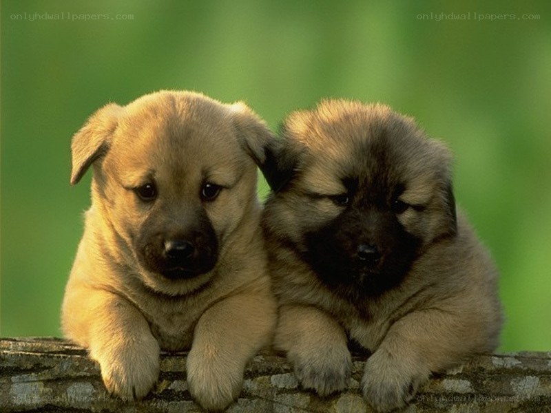 two puppies on a log