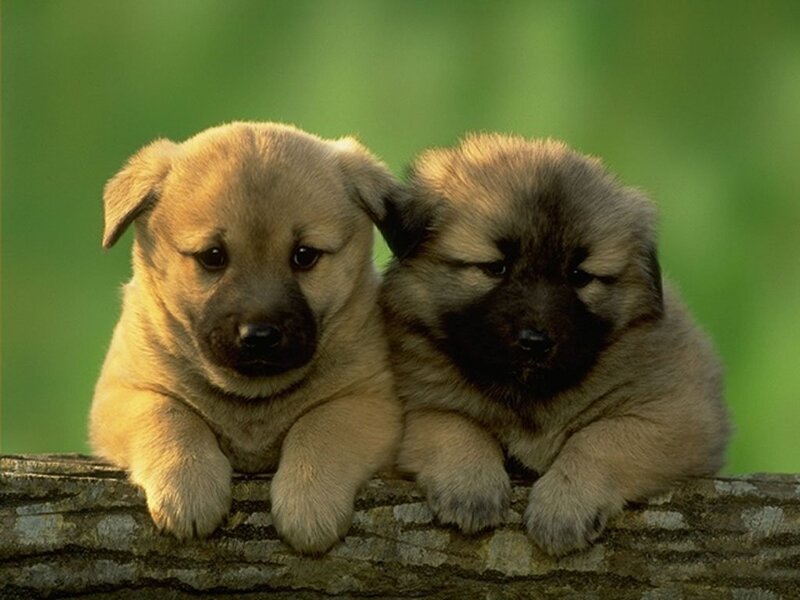Two Puppies on a Log — Brown