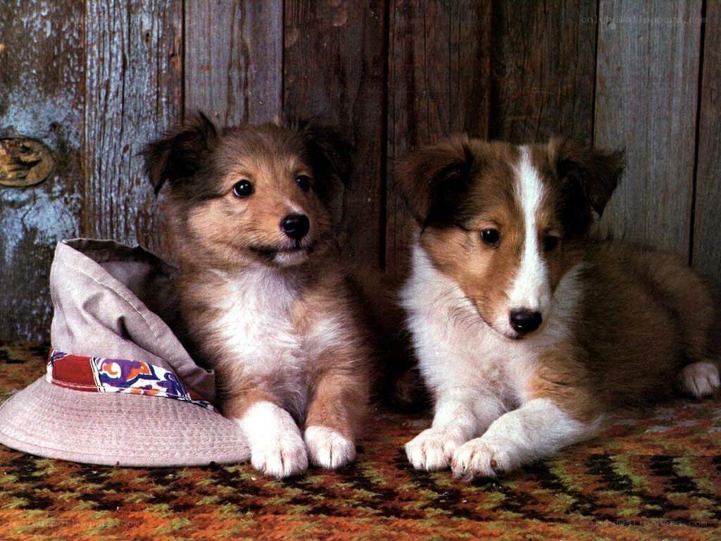 Two puppies on a rug