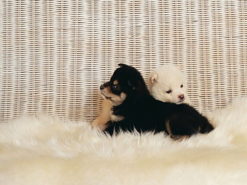 Two puppies on a rug