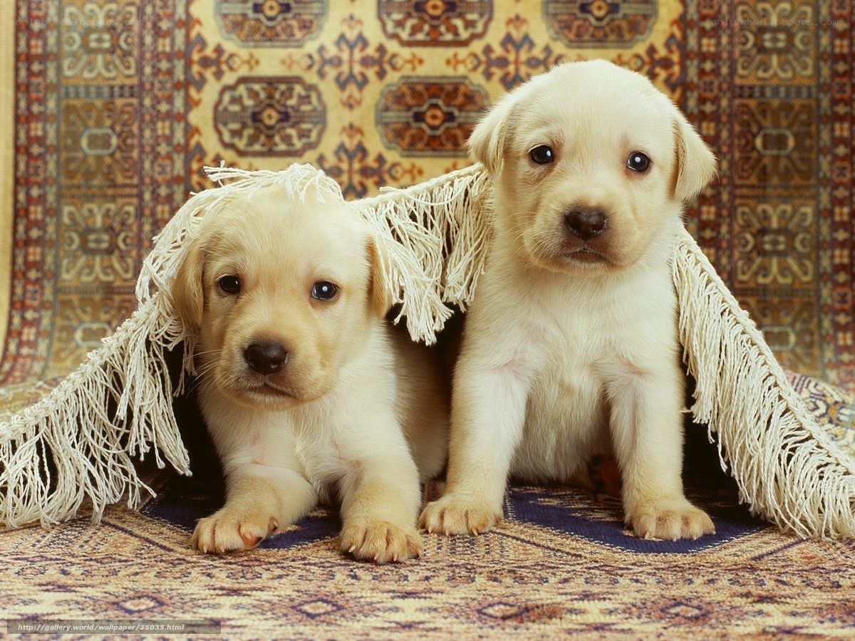 Two puppies on a rug