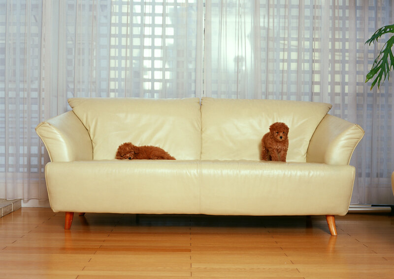 Two puppies on a sofa