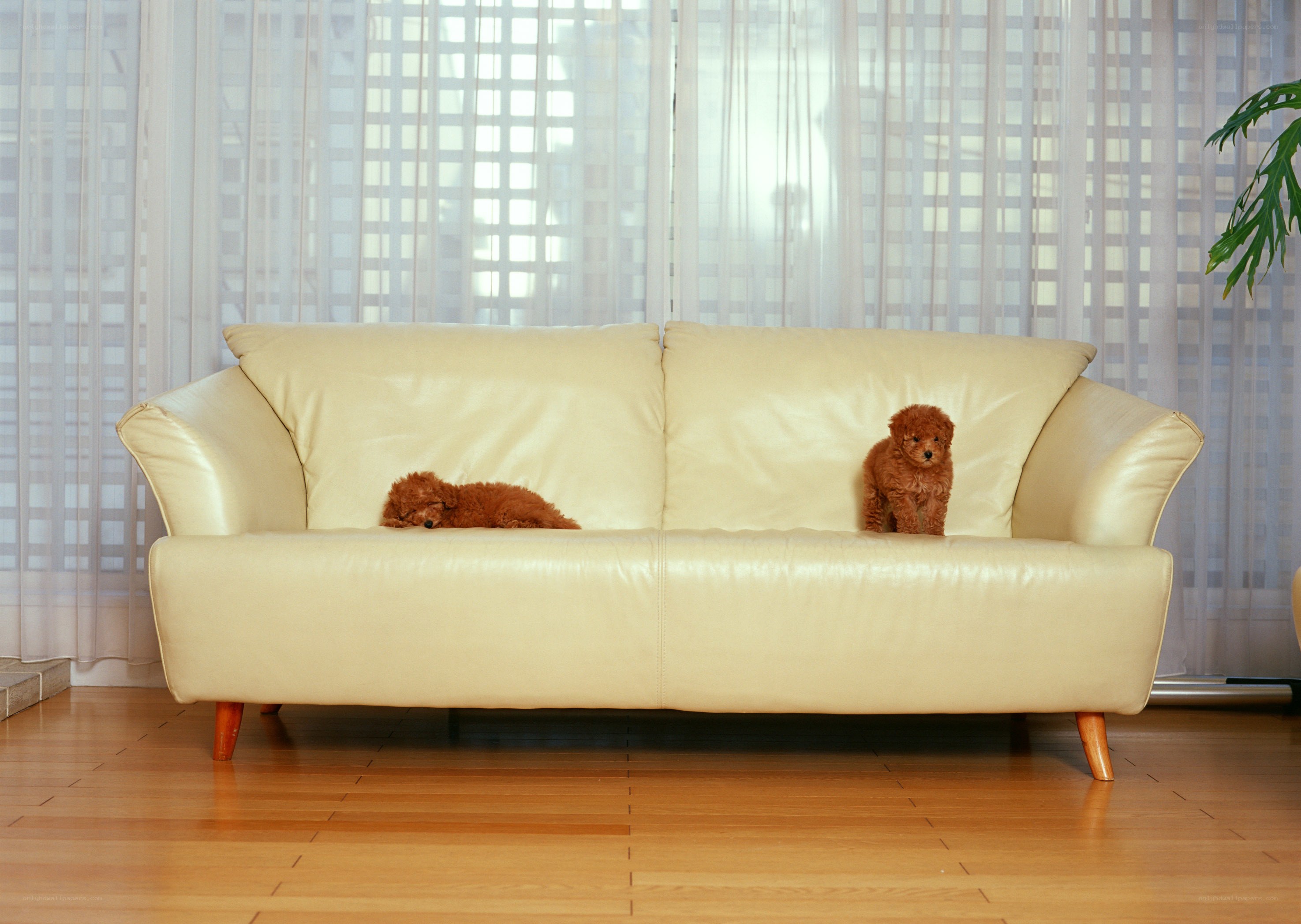 Two puppies on a sofa