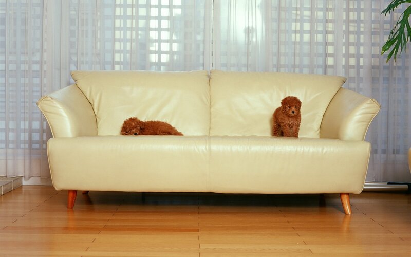 Two puppies on a sofa