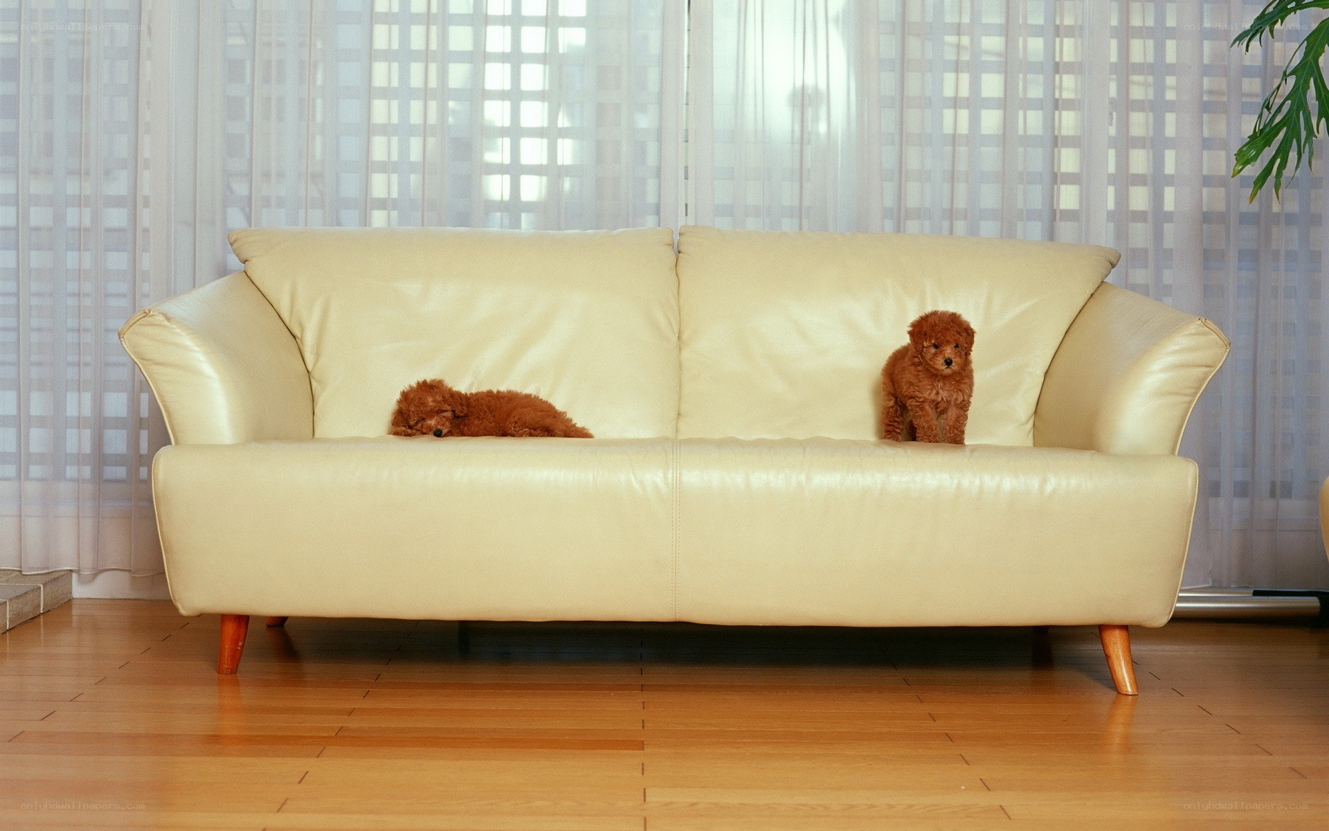 Two puppies on a sofa
