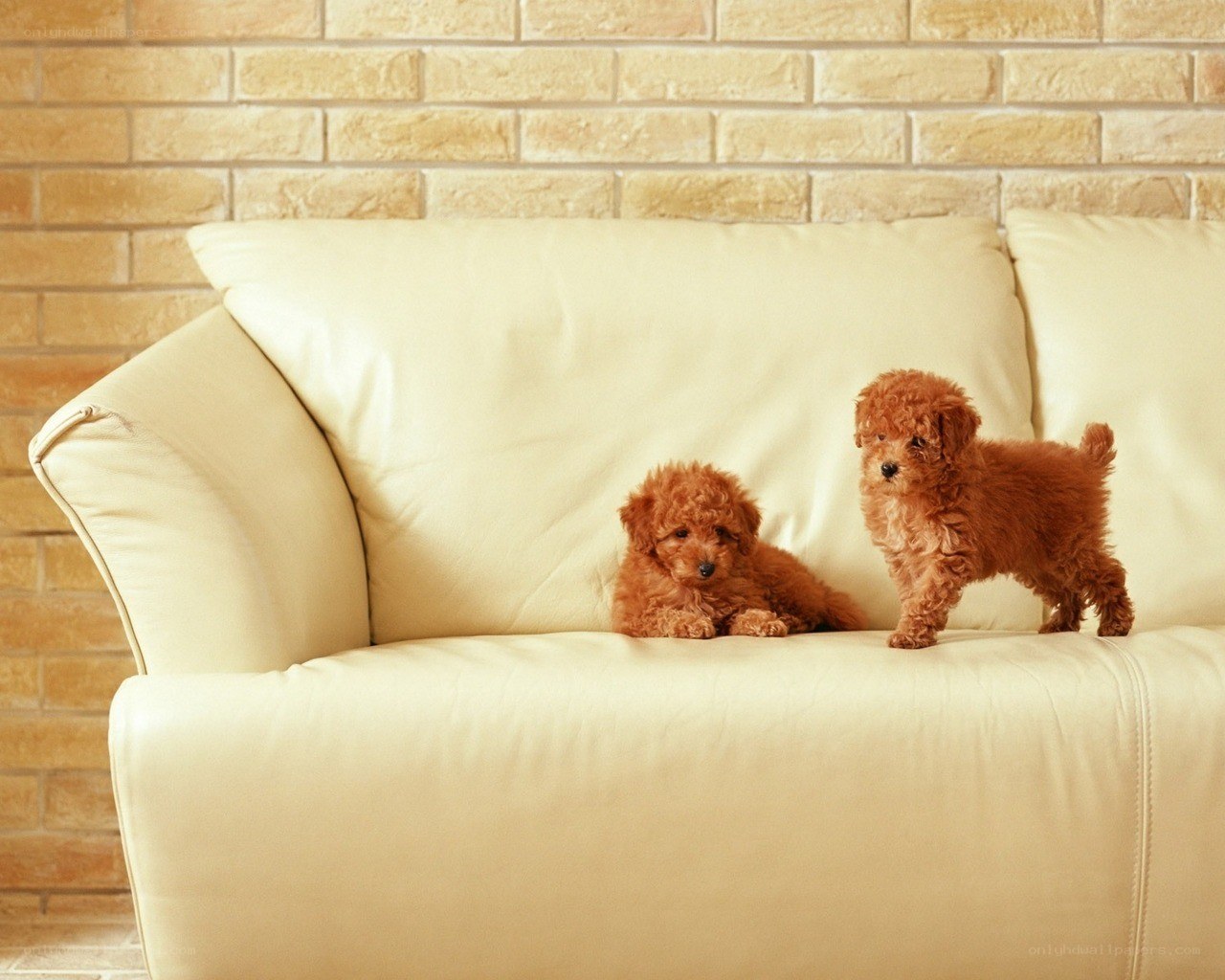 Two puppies on a sofa