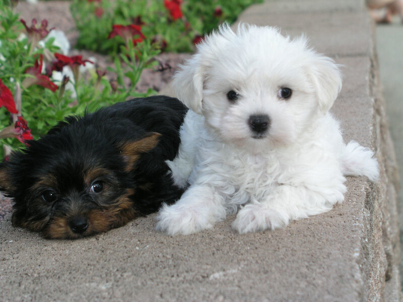 Two puppies on a stone ledge