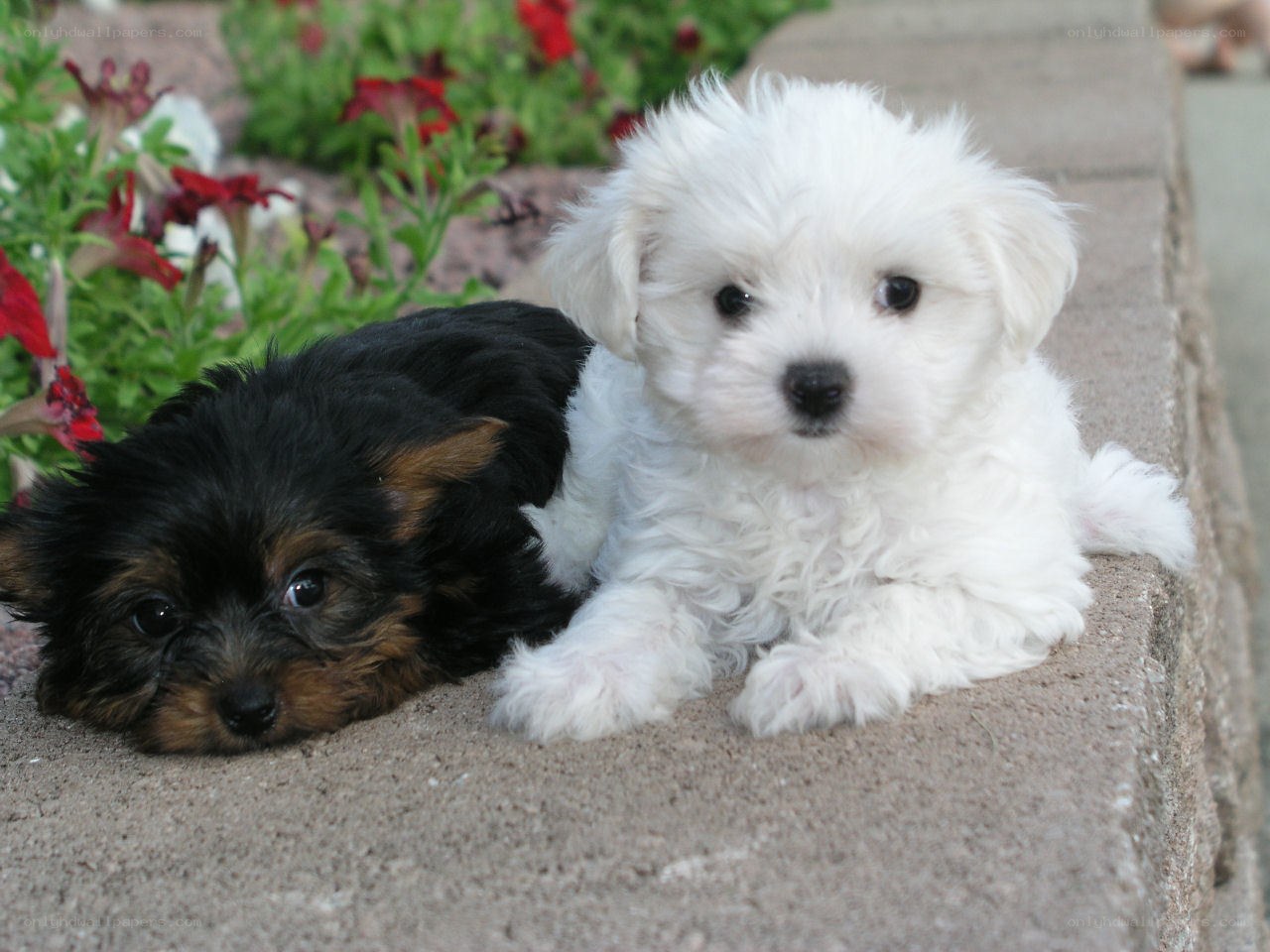 Two puppies on a stone ledge