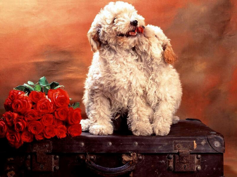 Two puppies on a suitcase with roses