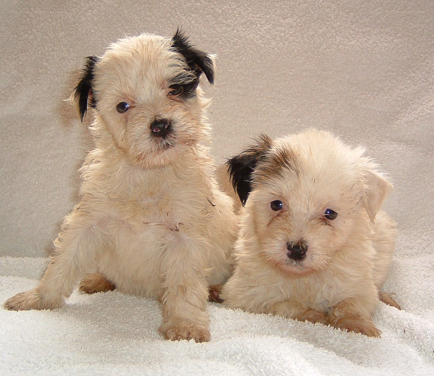two puppies on a towel