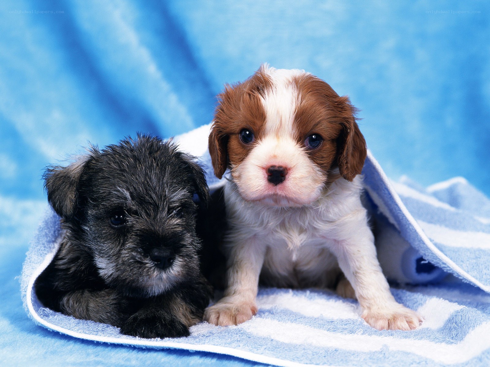 Two puppies on a towel