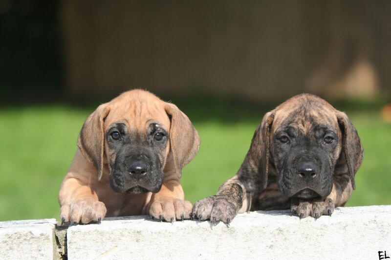 two puppies on a wall