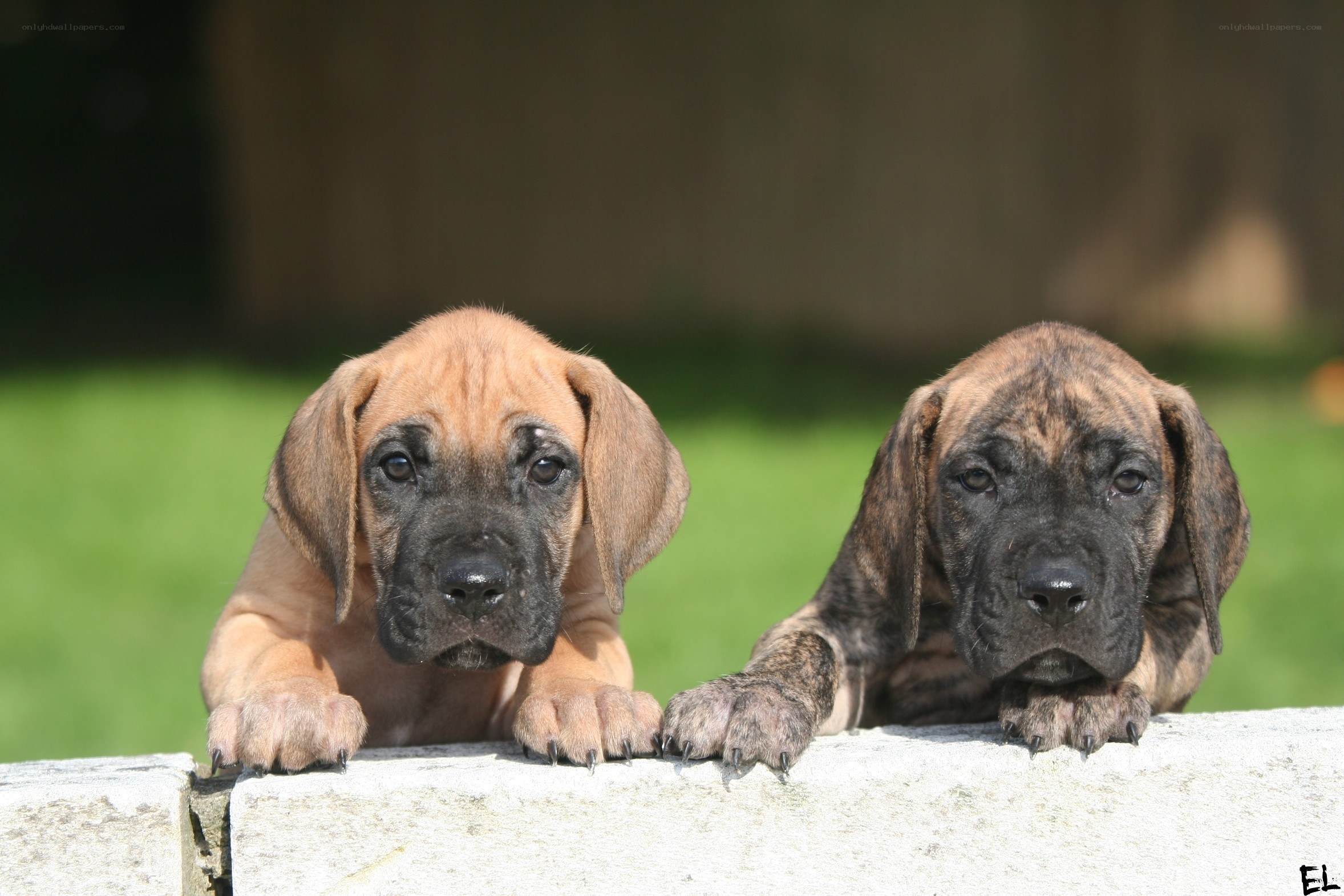 two puppies on a wall