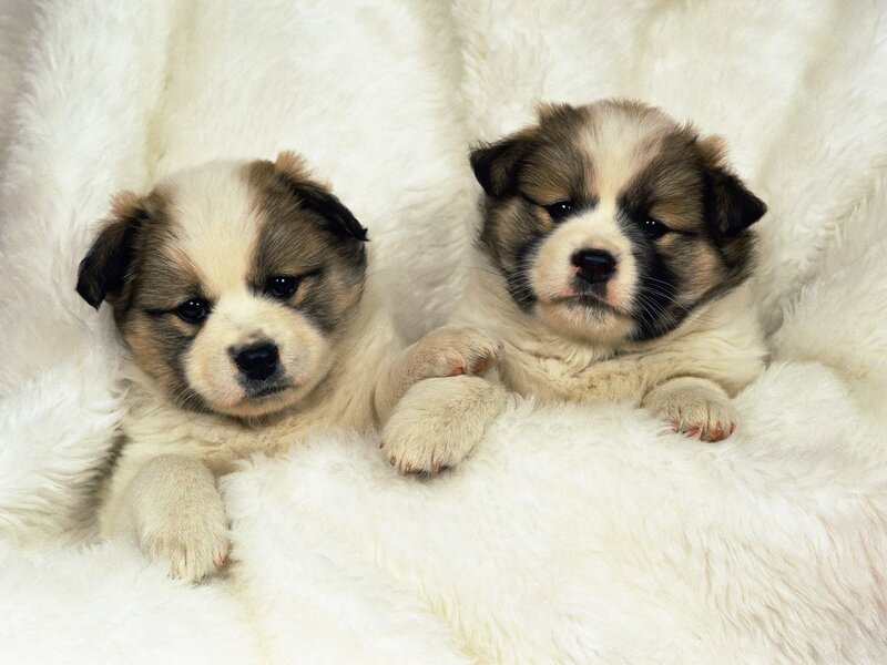 Two Puppies on Blanket