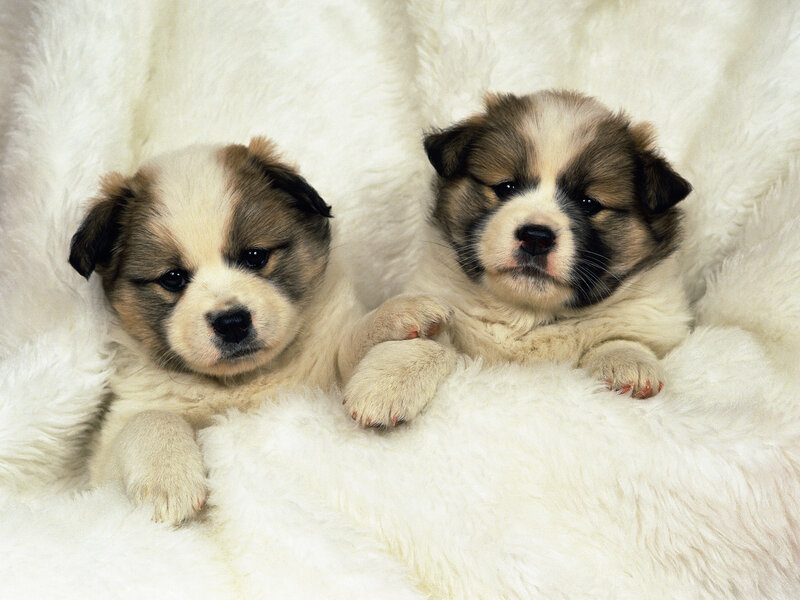Two Puppies on Blanket — White
