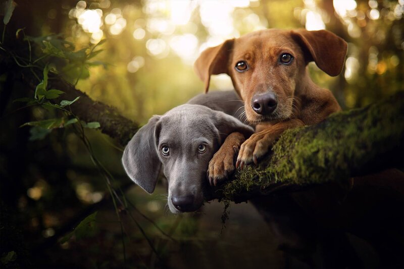 Two Puppies on Branch