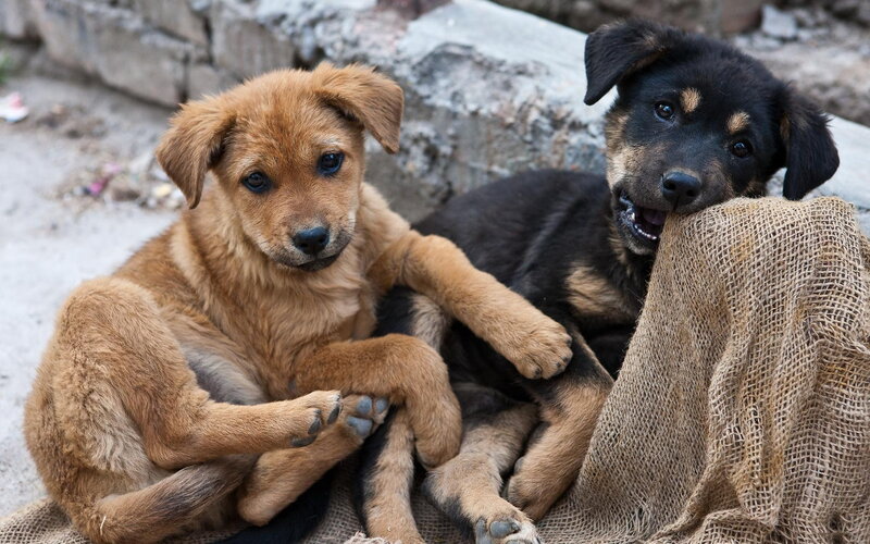 Two Puppies on Burlap