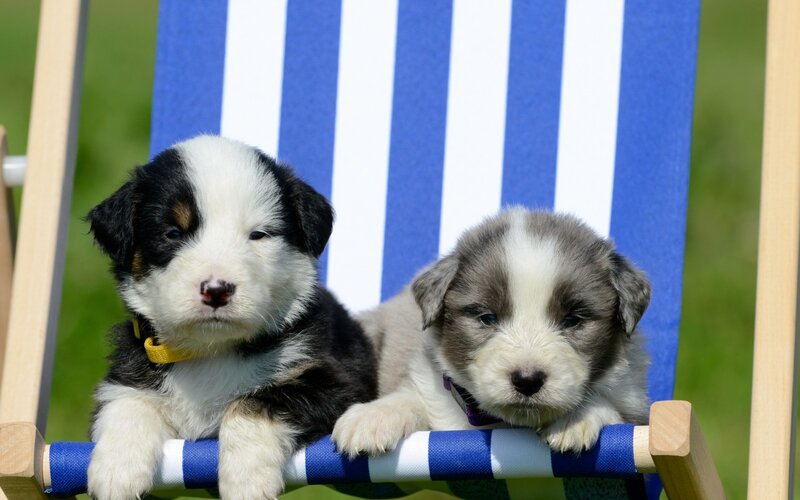 Two Puppies on Chair